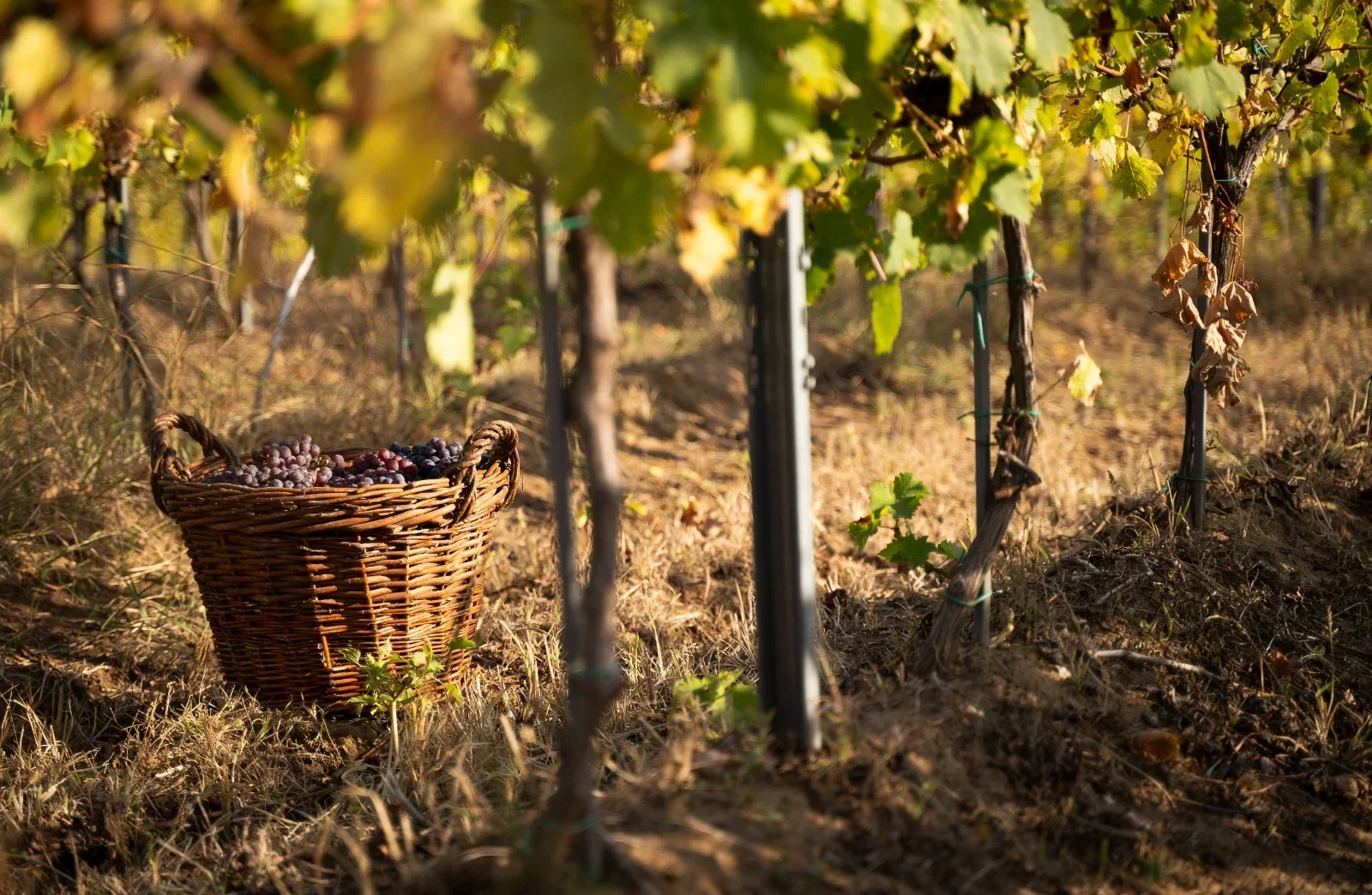 Top 10 wine producing countries in the world